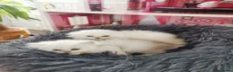 Scottish Fold cats for sale: Scottish Fold  Last Girl - Advert 8