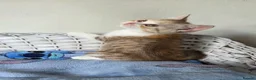 British Shorthair cats for sale: Very unusual British shorthair - Advert 6