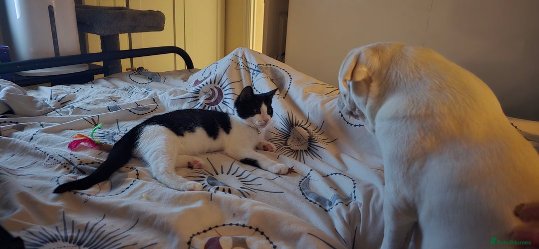 British Shorthair cats for sale: Little Karl Needs A New Home - Image 4