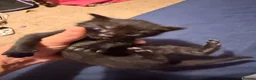 British Shorthair cats for sale: 5 jet black and 1 black and white kitten  - Advert 8