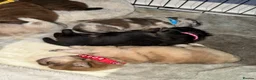Chow Chow dogs for sale: Chow Chow Puppies - Advert 16