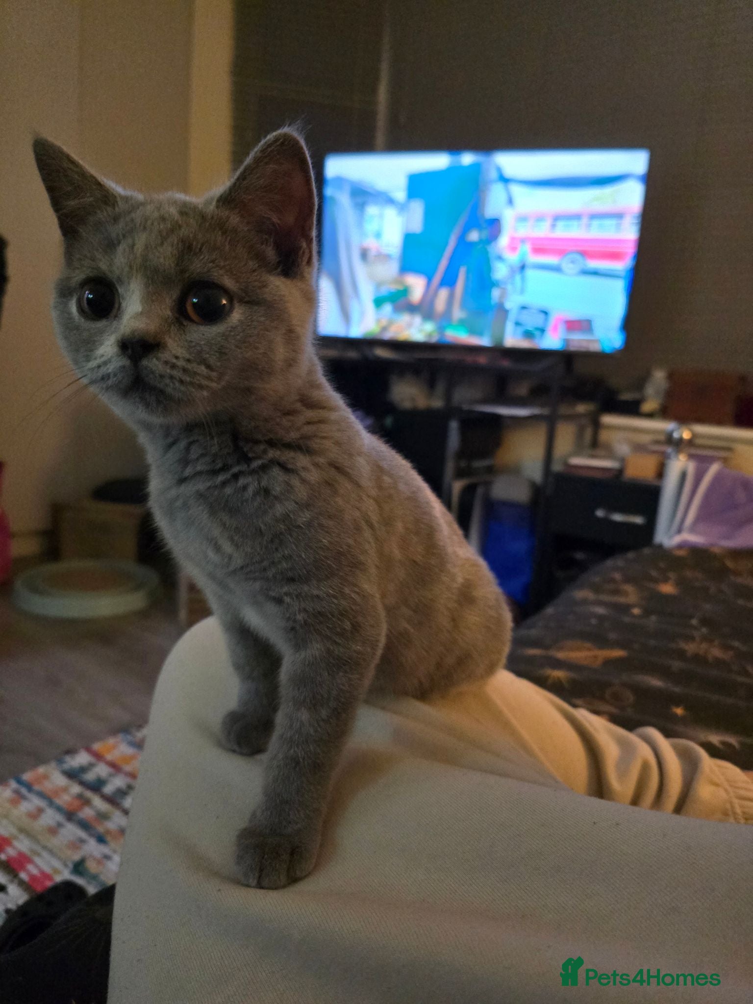British Shorthair cats British Shorthair female - Advert 11