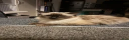 Ragdoll cats for sale: Rosee - Advert 4