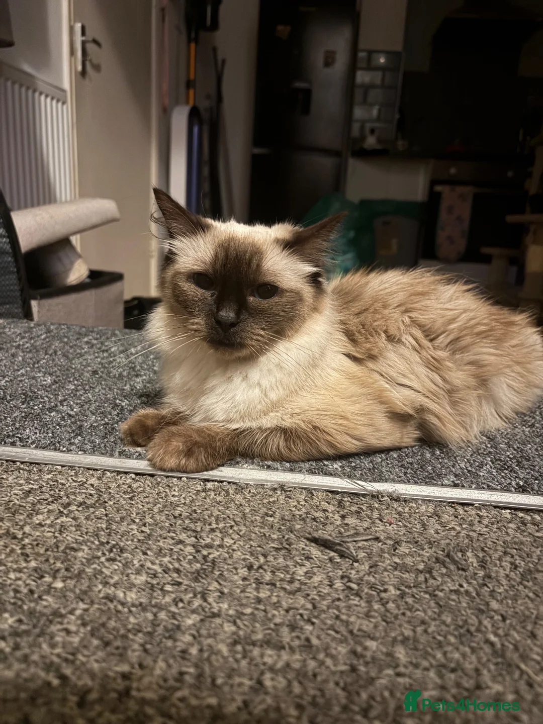 Ragdoll cats for sale: Rosee - Advert 4