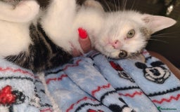 Mixed Breed cats for sale: 2 beautiful boy kittens - Image 1