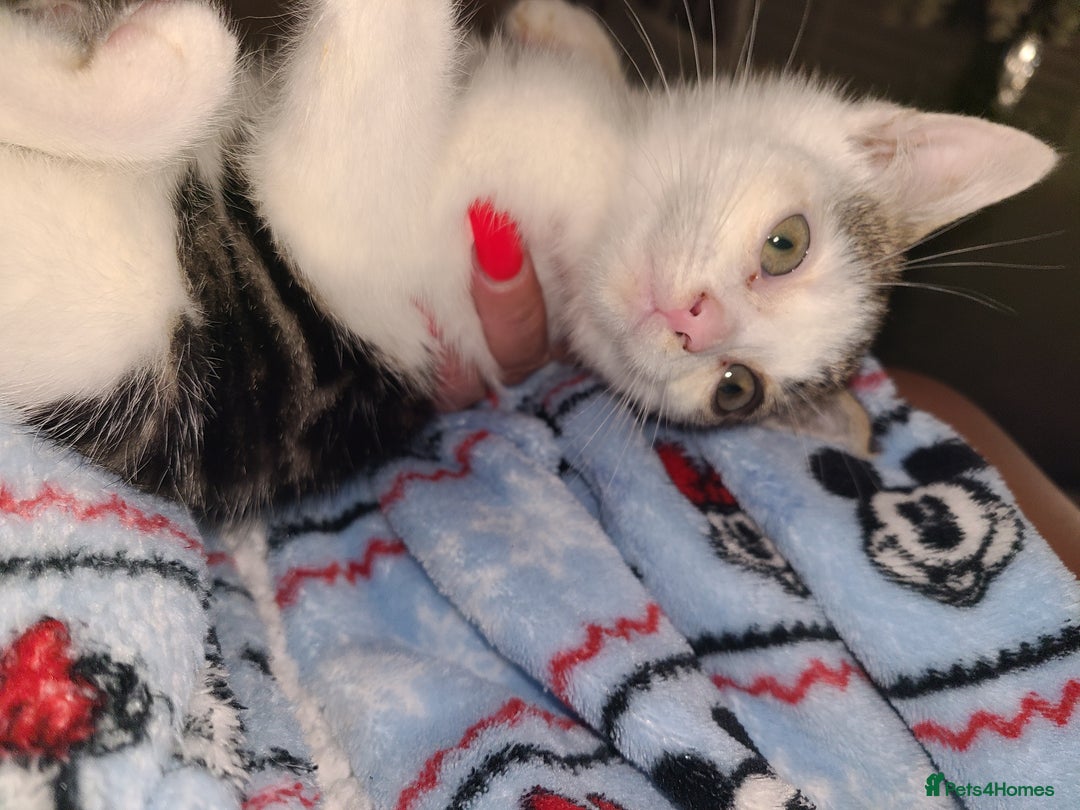 Mixed Breed cats for sale: 2 beautiful boy kittens - Image 1