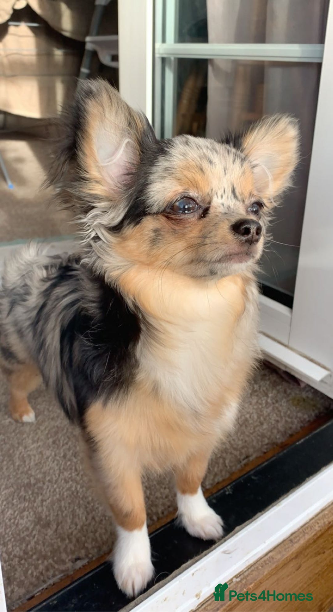 Chorkie dogs for sale: CHORKIE PUPS AVAILABLE NOW - Advert 2