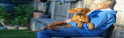 Mixed Breed dogs for adoption: Handsome Henry - Advert 8