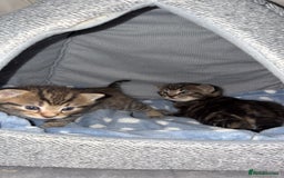 Domestic Shorthair cats for sale: 2x Tabby Cats (1x Male and 1x Female) - Image 5