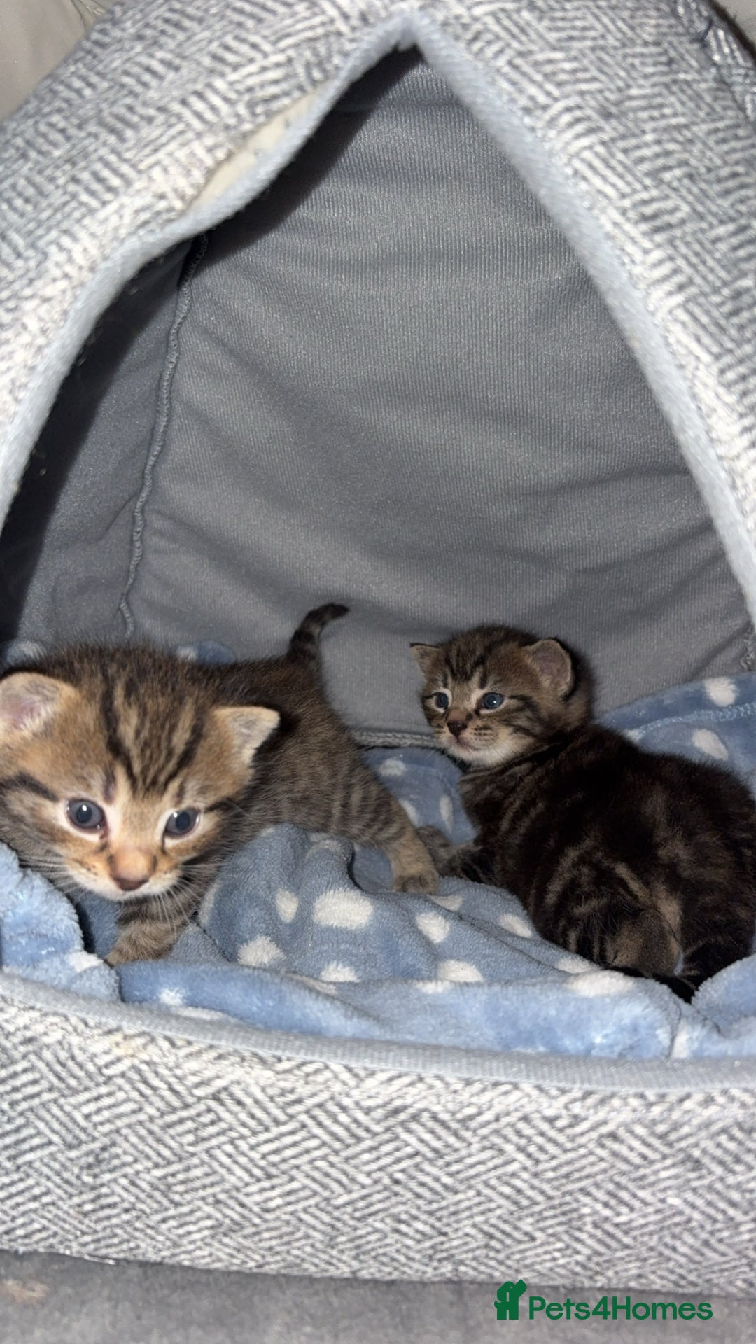 Domestic Shorthair cats for sale: 2x Tabby Cats (1x Male and 1x Female) - Image 5