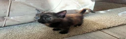 Mixed Breed cats for sale: Beautiful hand reared kittens  - Advert 13