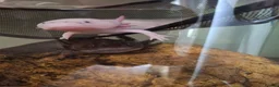 Axolotl reptiles for sale: 2 x Axolotls  - Advert 1