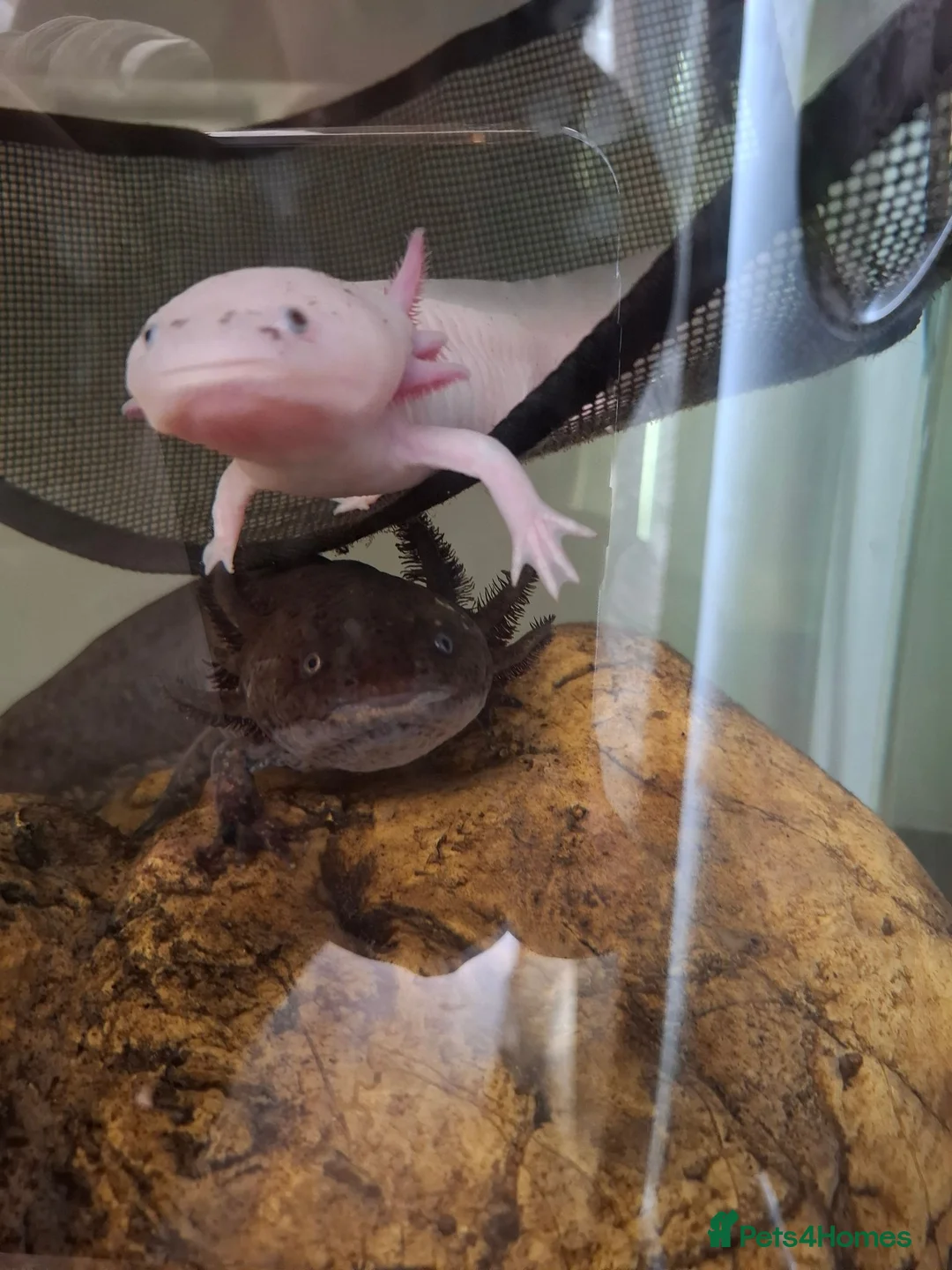 Axolotl reptiles for sale: 2 x Axolotls  - Advert 1