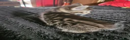 Mixed Breed cats for sale: russian  blue x  kittens  - Advert 8