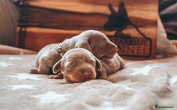 Miniature Dachshund dogs for sale: 5 STAR LICENSED - CEZARBLUE SMOOTH KC MINIATURES  - Image 16