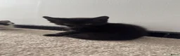Mixed Breed cats for sale: Black Kittens 1 male 1 female  - Advert 4