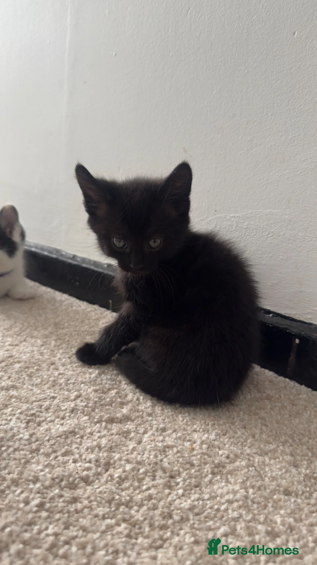 Mixed Breed cats for sale: Black Kittens 1 male 1 female  - Advert 4