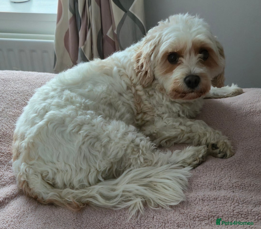 Cavapoo dogs for sale: Cavapoo Girl Age 6 Years - Advert 5