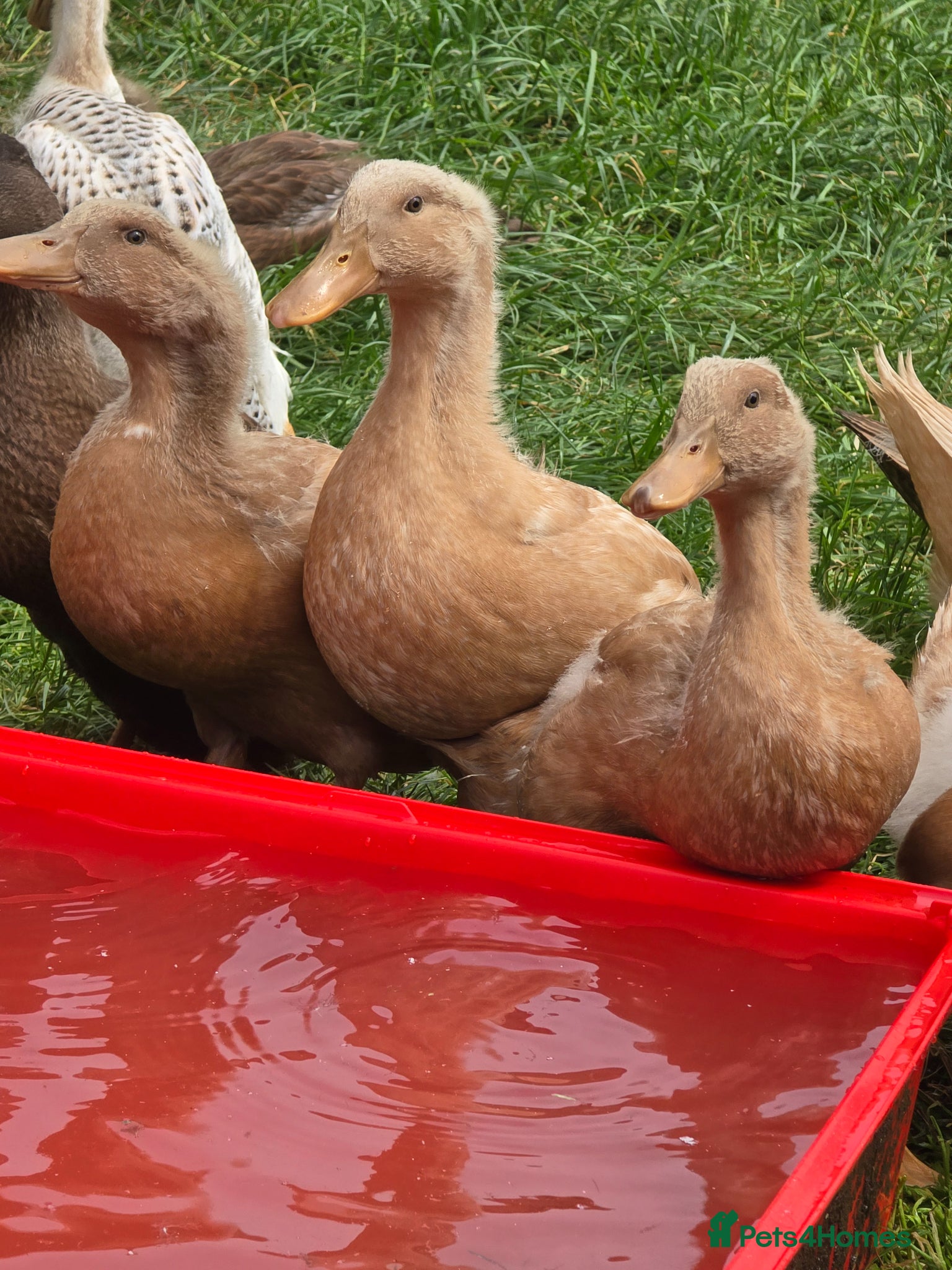 Ducks poultry Buff Orpington Ducks & Drakes - Advert 10