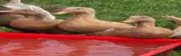 Ducks poultry for sale: Buff Orpington Ducks & Drakes - Advert 1