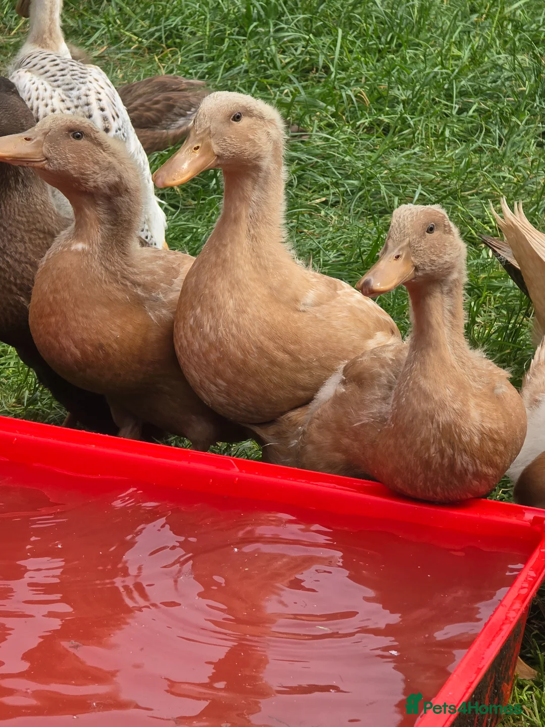 Ducks poultry for sale: Buff Orpington Ducks & Drakes - Advert 1