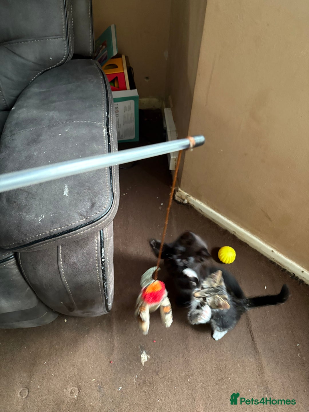 Mixed Breed cats for sale: 4 kittens seeeking forever home only   - Image 12