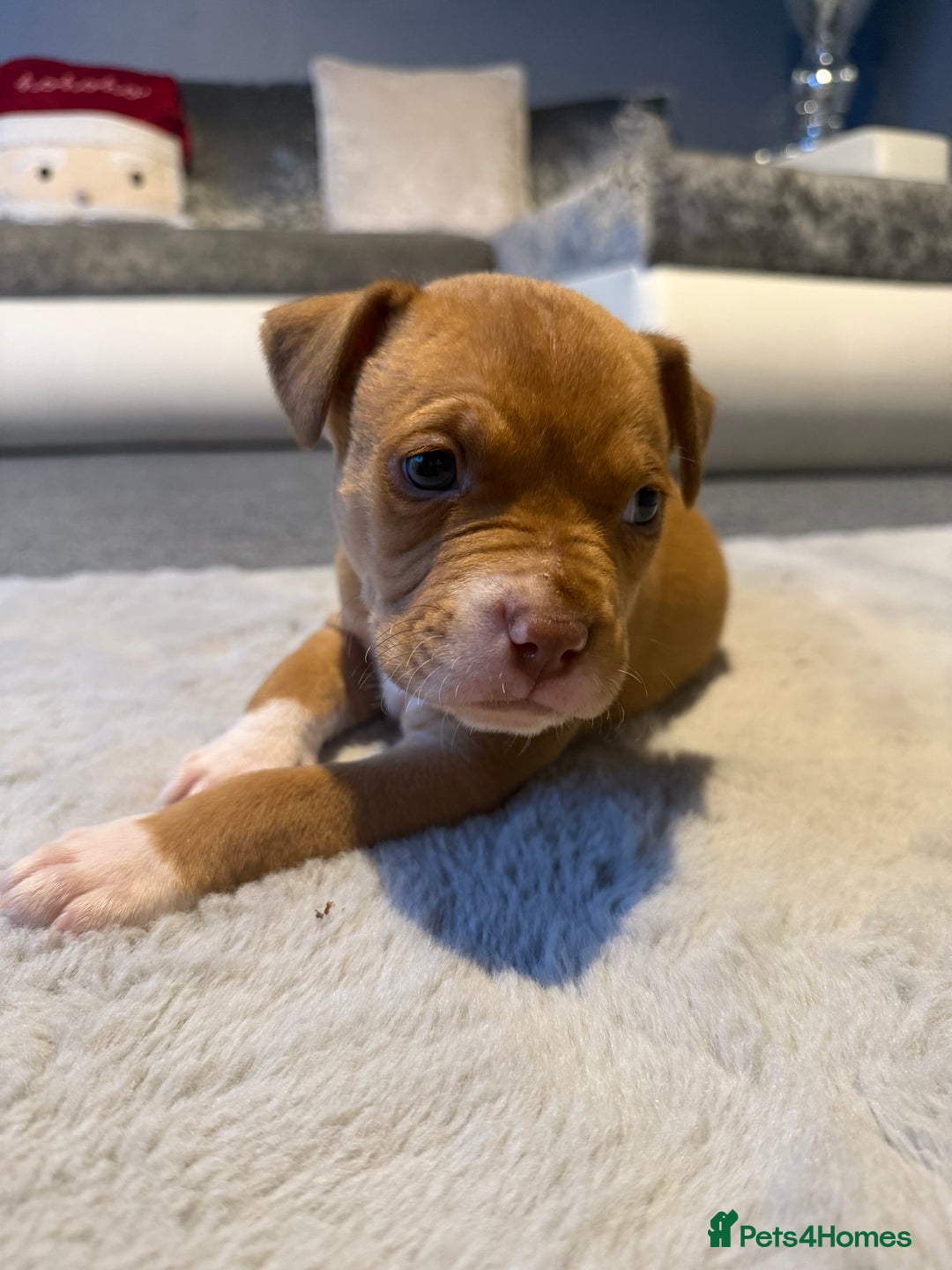 Cane Corso dogs for sale: CANE CORSO PUPPY CHAMPAGNE MERLE - Advert 5