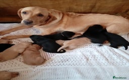 Labrador Retriever dogs for sale: KC reg DNA tested labrador puppies - Image 6