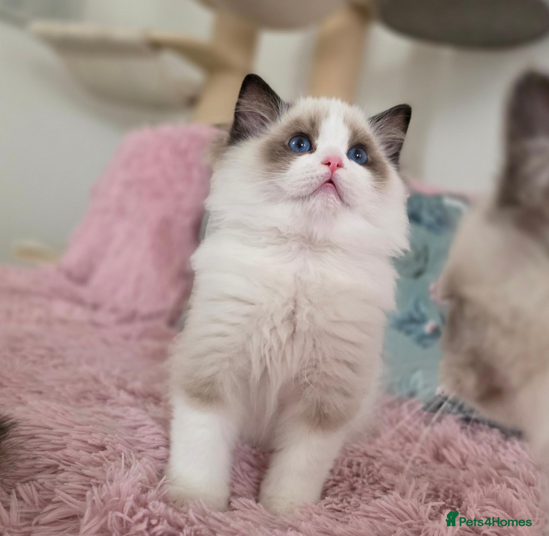 Ragdoll cats ✨️Champion European lines. Tica registered - Advert 2