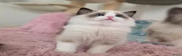 Ragdoll cats for sale: ✨️Champion European lines. Tica registered - Advert 2