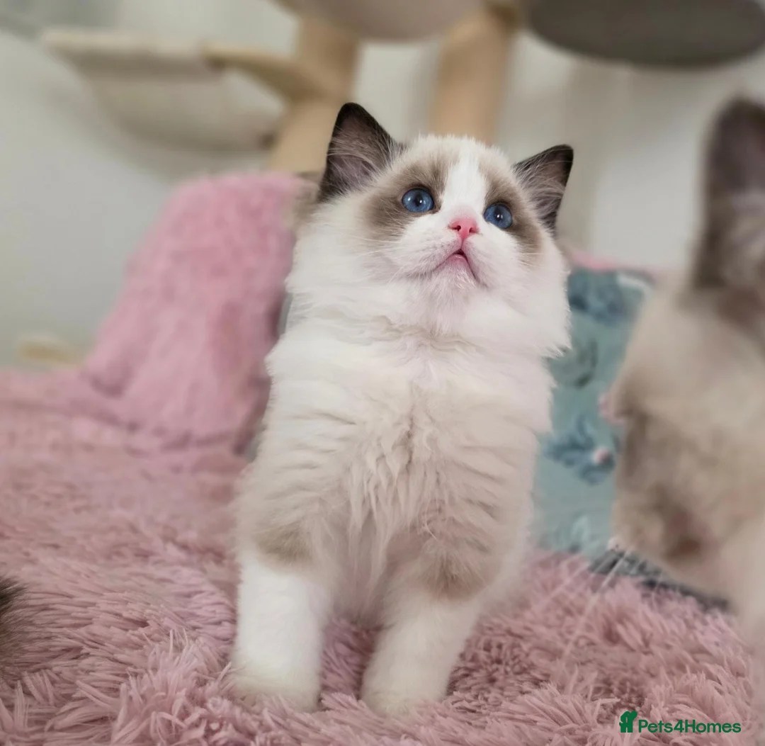 Ragdoll cats for sale: ✨️Champion European lines. Tica registered - Advert 2
