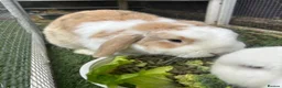 Mini Lop rabbits for sale: Bonded buns needing a new home - Advert 2