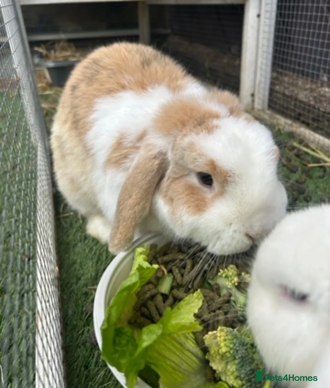 Mini Lop rabbits for sale: Bonded buns needing a new home - Advert 2