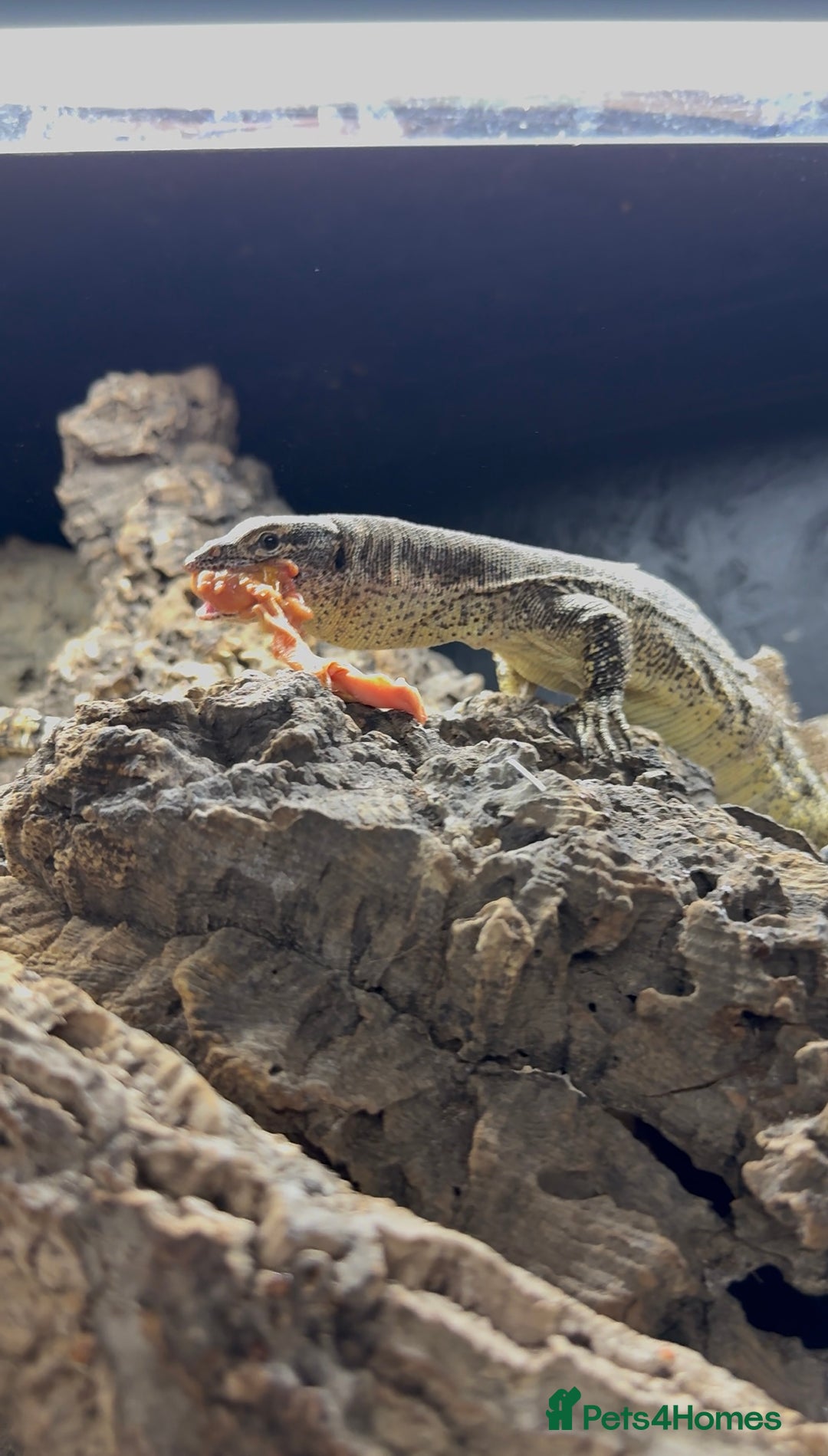 Monitor reptiles for sale: Proven true female Timor monitor - Image 2