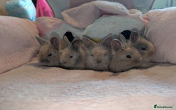 Angora rabbits for sale: Lionlop x angora  - Image 3