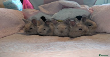 Angora rabbits - Advert 10