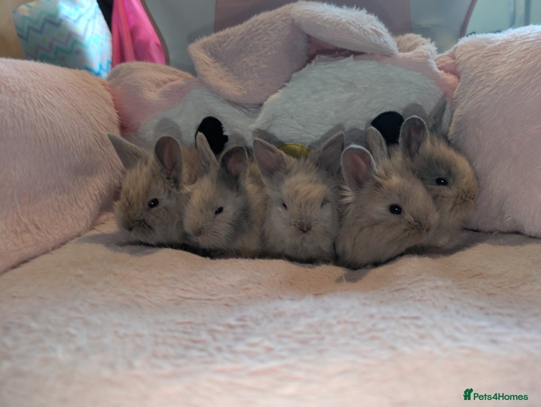 Angora rabbits for sale: Lionlop x angora  - Image 3