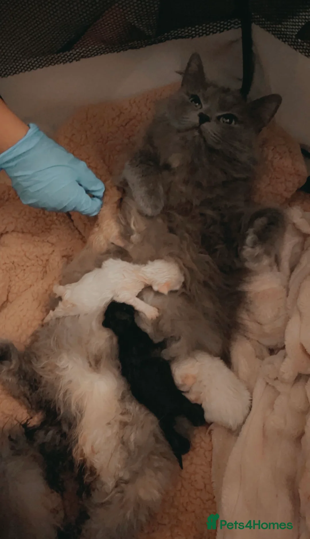 Ragdoll cats for sale: Ragdoll kittens  - Advert 2