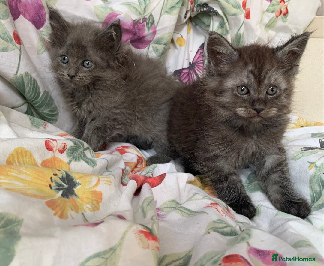 Maine Coon cats for sale: Maine coon kittens for sale - Image 3