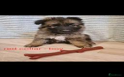German Shepherd dogs for sale: 🐾Adorable 8-Week-Old German shepherd puppies🐾 - Image 28