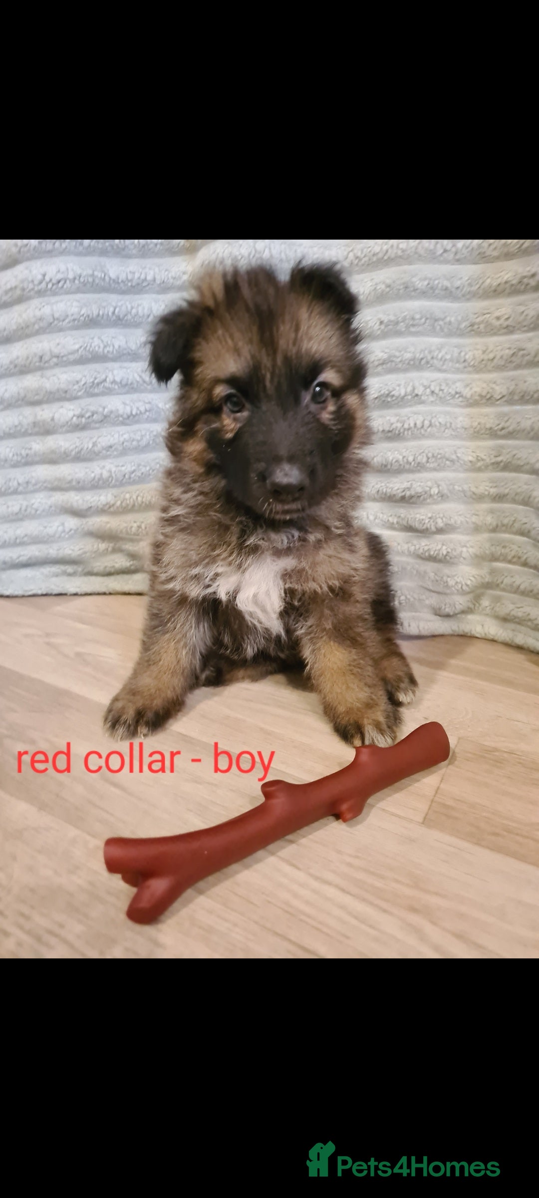 German Shepherd dogs for sale: 🐾Adorable 8-Week-Old German shepherd puppies🐾 - Image 28