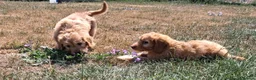 Mini Goldendoodle dogs for sale: F1 Fully Healthy Tested Goldendoodles  - Advert 3