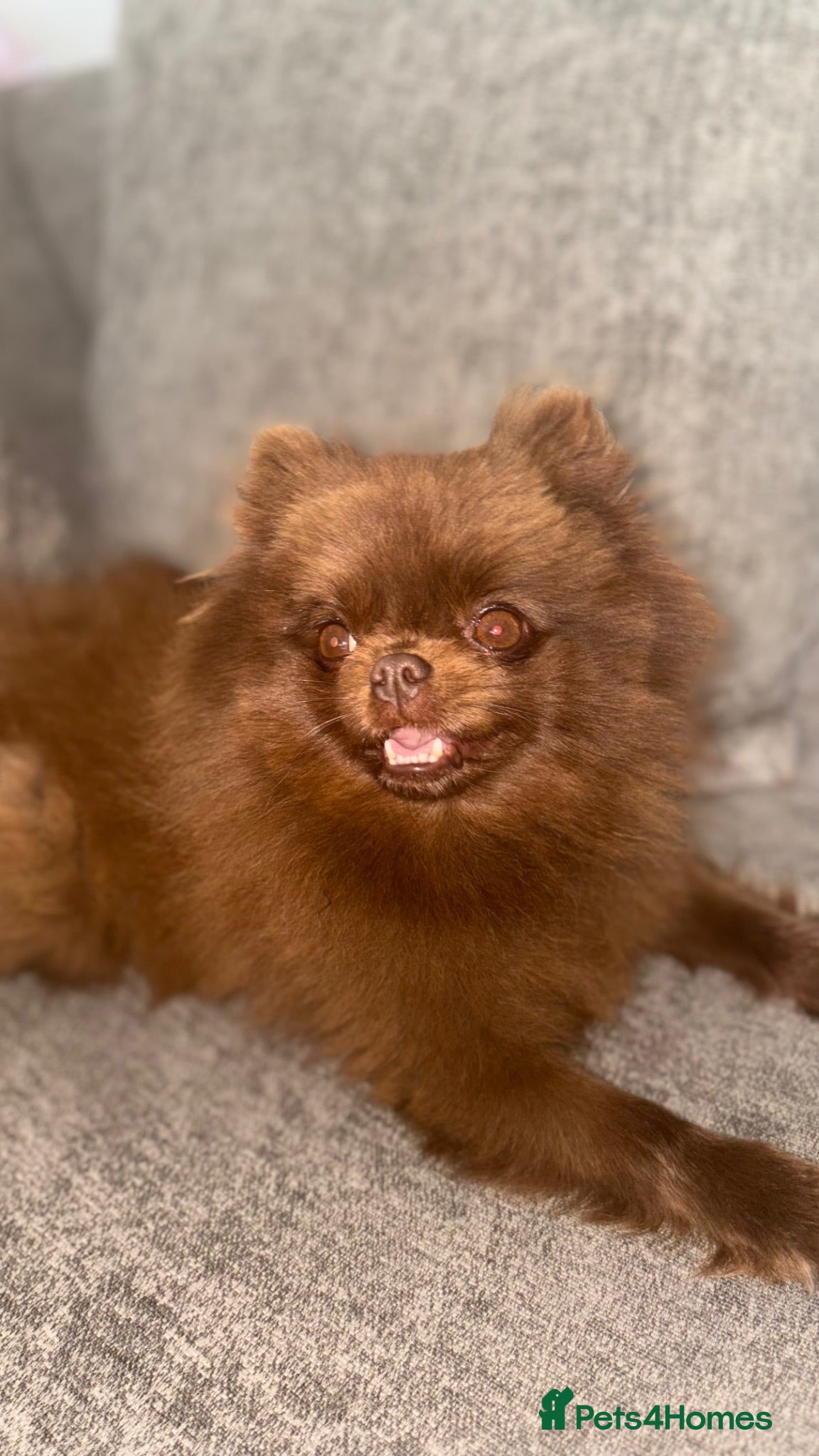 Pomeranian dogs Teacup Pomeranian  - Advert 4