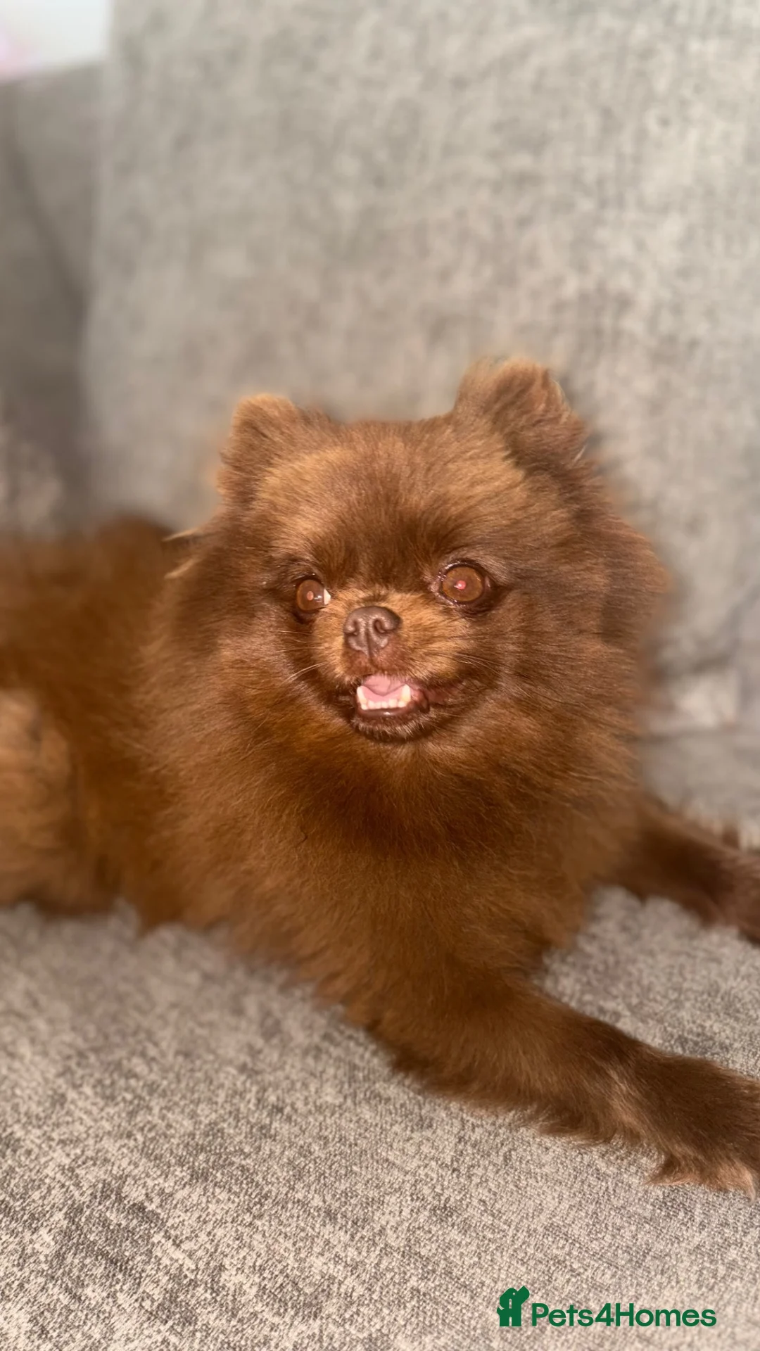 Pomeranian dogs for sale:  **  Pomeranian  in Saint Helens - Advert 1