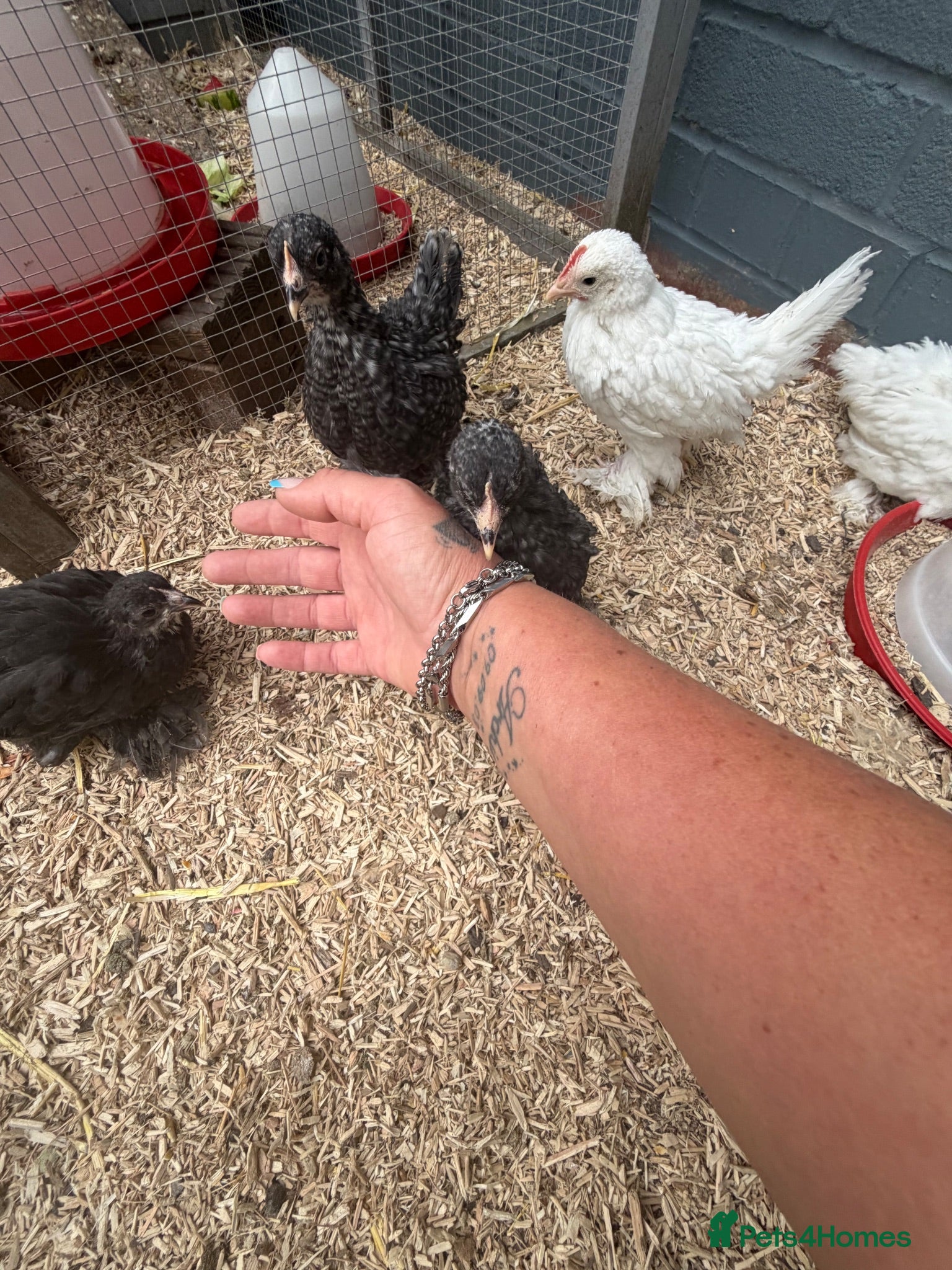 Chickens poultry Young booted bantams  - Advert 2