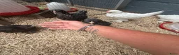 Chickens poultry for sale: Young booted bantams  - Advert 2