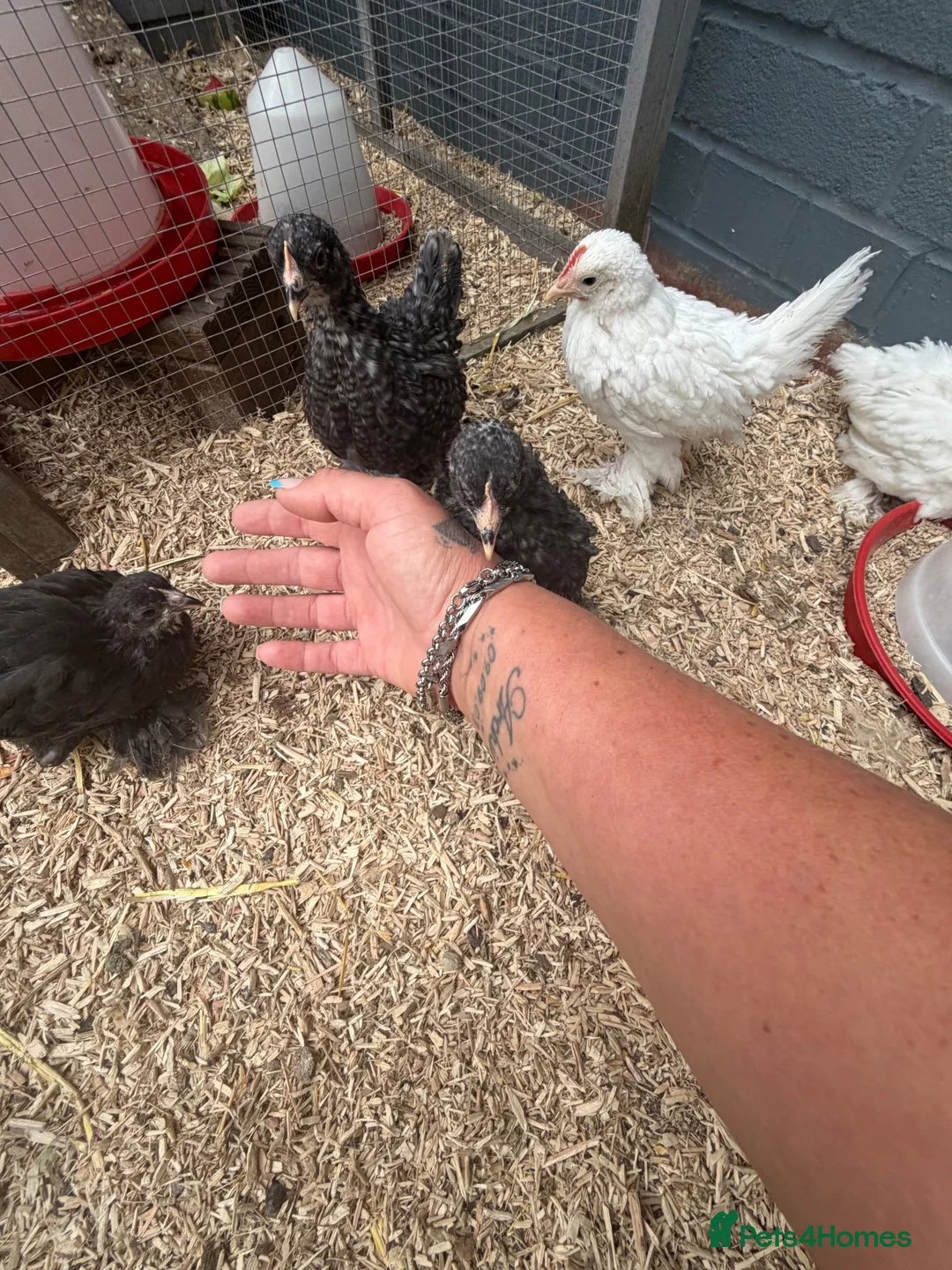 Chickens poultry for sale: Young booted bantams  - Advert 2