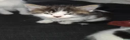 Domestic Shorthair cats for sale: Male kittens for sale - Advert 4
