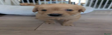 Golden Retriever 4
