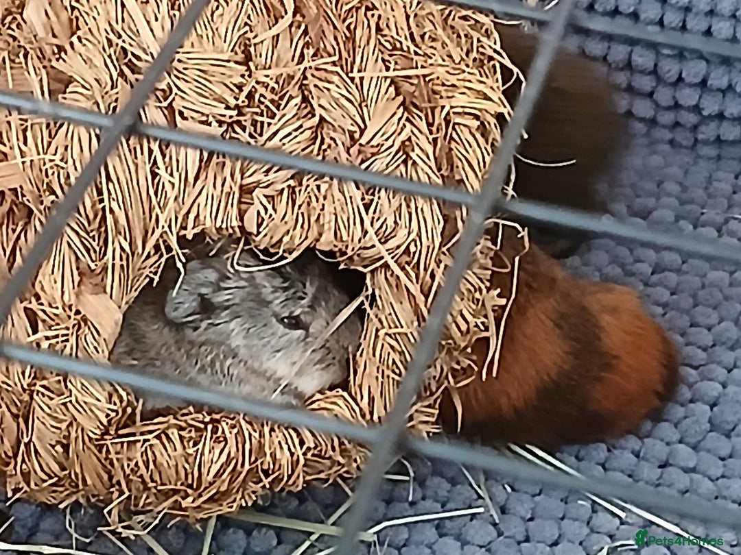 Guinea Pig rodents for sale: Guinea Pig Babies for Sale £40 a pair - Image 4
